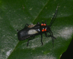 Discodon neoteutonum