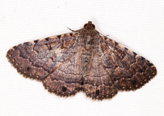 Diatenes aglossoides