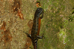 Sphenomorphus cyanolaemus