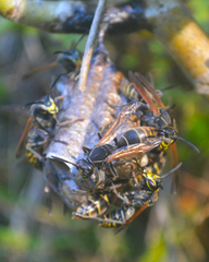 Polistes cinerascens