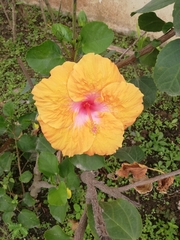 Hibiscus rosa-sinensis