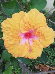 Hibiscus rosa-sinensis