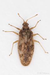 Monosteira unicostata