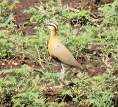 Cursorius coromandelicus