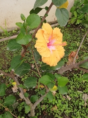 Hibiscus rosa-sinensis
