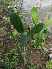 Opuntia