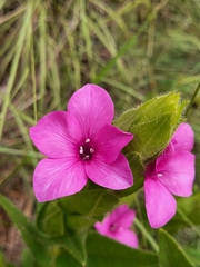 Barleria ovata