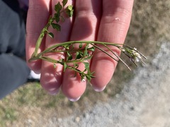Cardamine hirsuta
