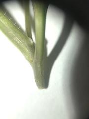 Cardamine hirsuta