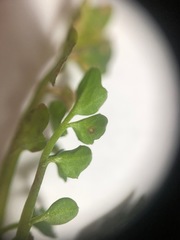 Cardamine hirsuta
