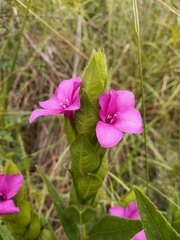Barleria ovata
