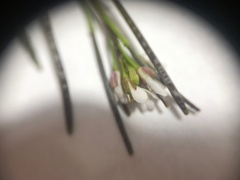 Cardamine hirsuta