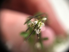 Cardamine hirsuta