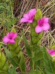 Barleria ovata