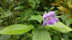 Asystasia dalzelliana