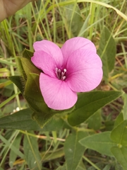 Barleria ovata