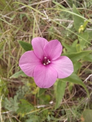Barleria ovata