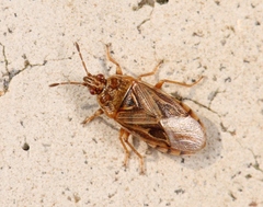 Chilacis typhae