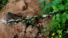 Chlorophytum glaucum