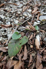 Viola alba dehnhardtii