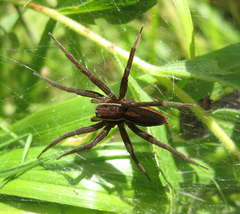 Dolomedes striatus