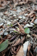 Viola alba dehnhardtii