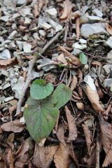 Viola alba dehnhardtii