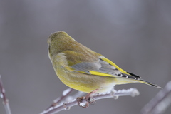 Chloris chloris