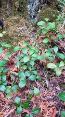 Gaultheria procumbens image