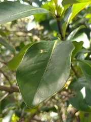 Coprosma macrocarpa
