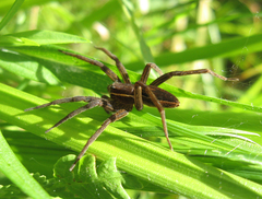 Dolomedes striatus