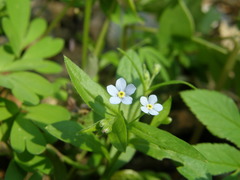 Memoremea scorpioides