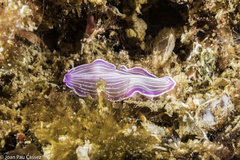 Prostheceraeus roseus