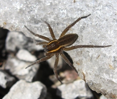 Dolomedes striatus