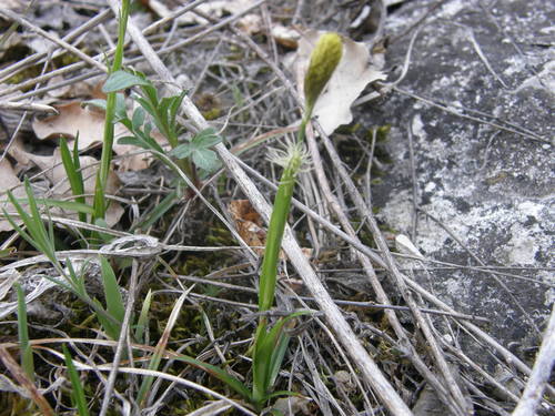 Carex brevicollis (Carex brevicollis)