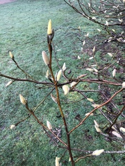 Magnolia salicifolia