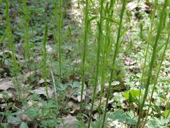 Asparagus tenuifolius