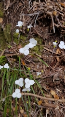 Libertia