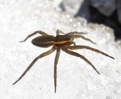 Dolomedes striatus
