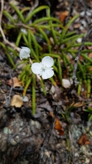 Libertia
