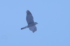 Accipiter gentilis