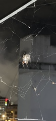 Araneus granadensis