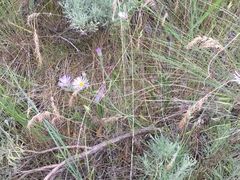 Erigeron corymbosus