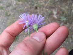 Erigeron corymbosus