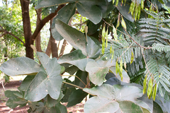 Sterculia apetala