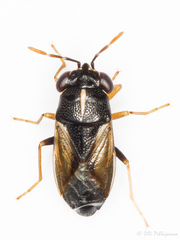 Geocoris lineolus