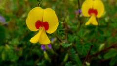Smithia hirsuta