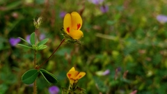 Smithia hirsuta