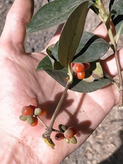 Coprosma macrocarpa