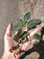 Coprosma macrocarpa